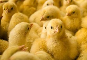 SAPA tightens reigns on chick production