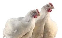 Int’l course: Poultry Nutrition & Climate