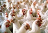 Slaughter seeks new study on animal antibiotics