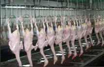Arabs up consumption of Brazilian duck meat
