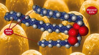 Biomin develops GutPower: a unique acid mix