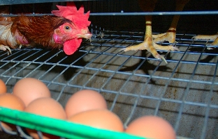 US: New welfare law ordains hen cage sizes
