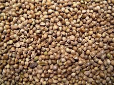 Hemp seed may have potential in poultry feed