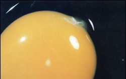 Lutein feed additive makes eggs healthier