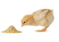 Debate: Chickens fed GM feed means GM birds