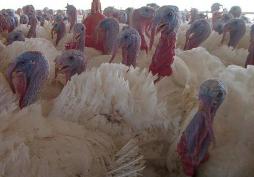 Consumer demand for antibiotic-free turkey up