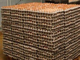 Egg processing plant carts can harbour bacteria