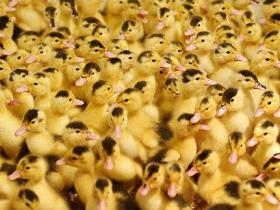 Grimaud Freres and Zsaka duck hatchery join forces
