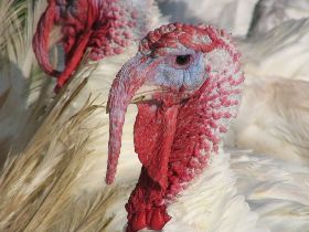 Hybrid Turkeys acquires three GP breeder farms in France