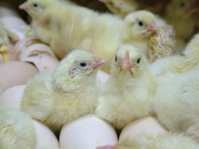 Saskatchewan to dump poultry licensing rules
