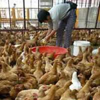Thai government enforces closed poultry system