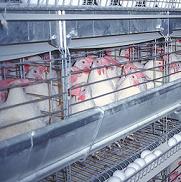 US Council member wants cage eggs labelled