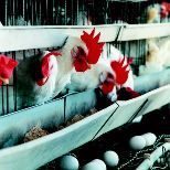Battery cage deadline wanted