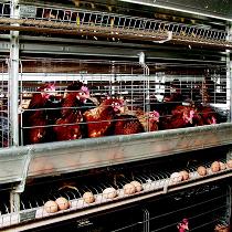 US Council officially opposes cage eggs