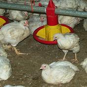 Poultry industry outraged by ad campaign