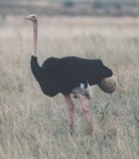 Bird flu suspected in Zimbabwean ostriches