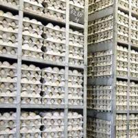 Good egg storage to obtain more chicks