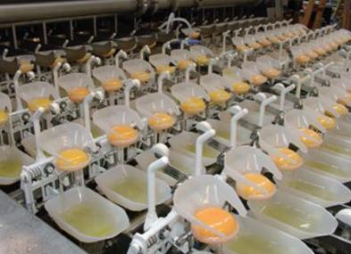 Taking eggs further – Part 2: Maximum yield through proper processing