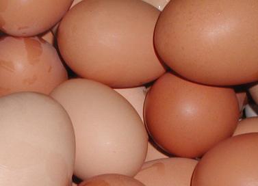 Brazil aims to increase egg exports