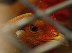 Vietnam livestock and poultry industry under review