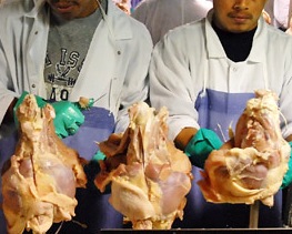Report: Ergonomics progress in the poultry industry