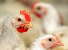 Poultry industry set to rebound in 2010