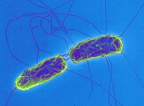 Direct fed microbials take another step against salmonella
