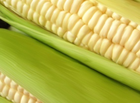 PSA: Poor harvest may alter nutritional quality of corn