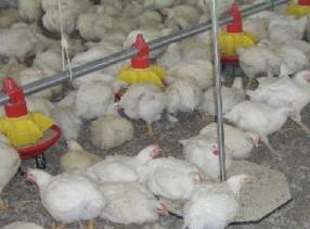 AveMix enzyme get EU registration for broilers