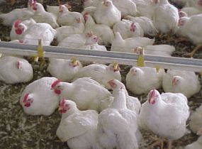 Chicken house attics tapped to warm broilers