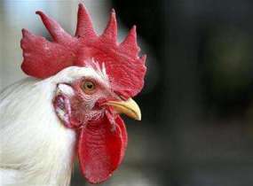 Avian influenza still a threat, says WHO