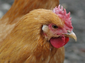 Research: Chicken genome keeps active genes together