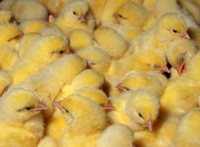 Proper antibiotic use helps prevent livestock disease