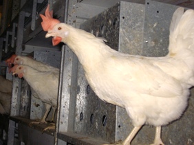 EFSA evaluates reduction of Salmonella in laying hens
