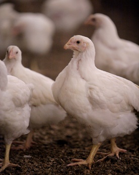 Poultry diseases around the world