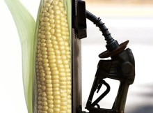 Livestock, poultry coalition calls for end of ethanol subsidies