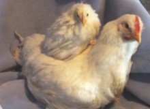 Poultry research leads to breakthrough in genetic studies