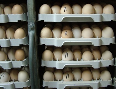 Trial: Impact of egg warming prior to incubation
