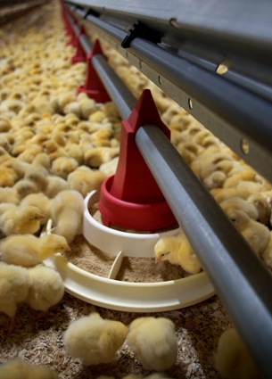 Poultry nutrition moves towards higher standards