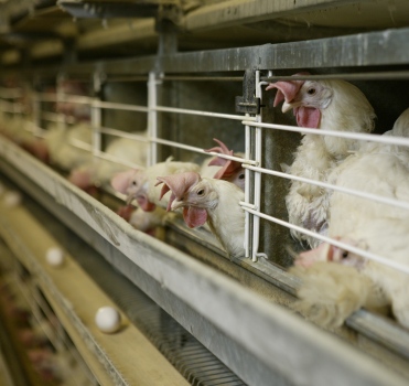 Salmonella thrives in cage housing