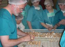 Cherkizovo Group undergoes hatchery training
