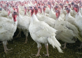 Turkeys benefit from organic minerals