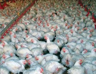 Keeping Clostridial enteritis away from poultry flocks
