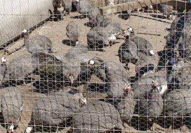 Guinea fowl farming becomes popular in Botswana