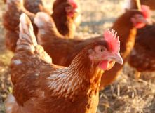 NFU Scotland brings awareness to new poultry keepers