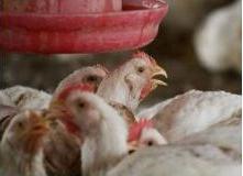 Research: Effect of phytase on ileal level broilers