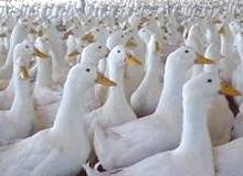 China, a growing threat to UK duck market