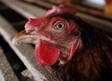 Battery cages in EU declining, but still dominant