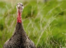 Research: Tracking the tale of turkeys