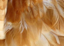 Chicken feathers used to help in oil spill mitigation